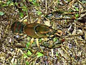 Cambarus polychromatus - photo 4