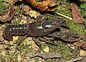 Cambarus polychromatus - photo 5