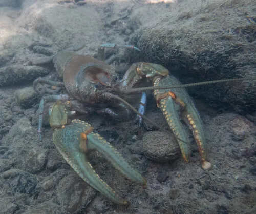 Robust Crayfish