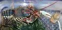 Beautiful Crayfish