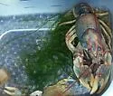 Beautiful Crayfish - photo 2
