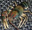 Beautiful Crayfish - photo 3