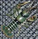 Beautiful Crayfish - photo 4
