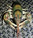 Beautiful Crayfish - photo 5