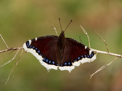 Camberwell Beauty