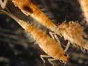 Camelobaetidius warreni - photo 2