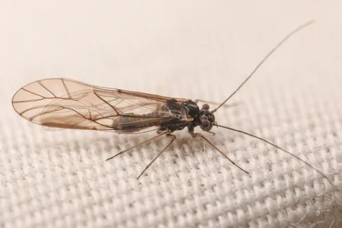 Camelopsocus bactrianus