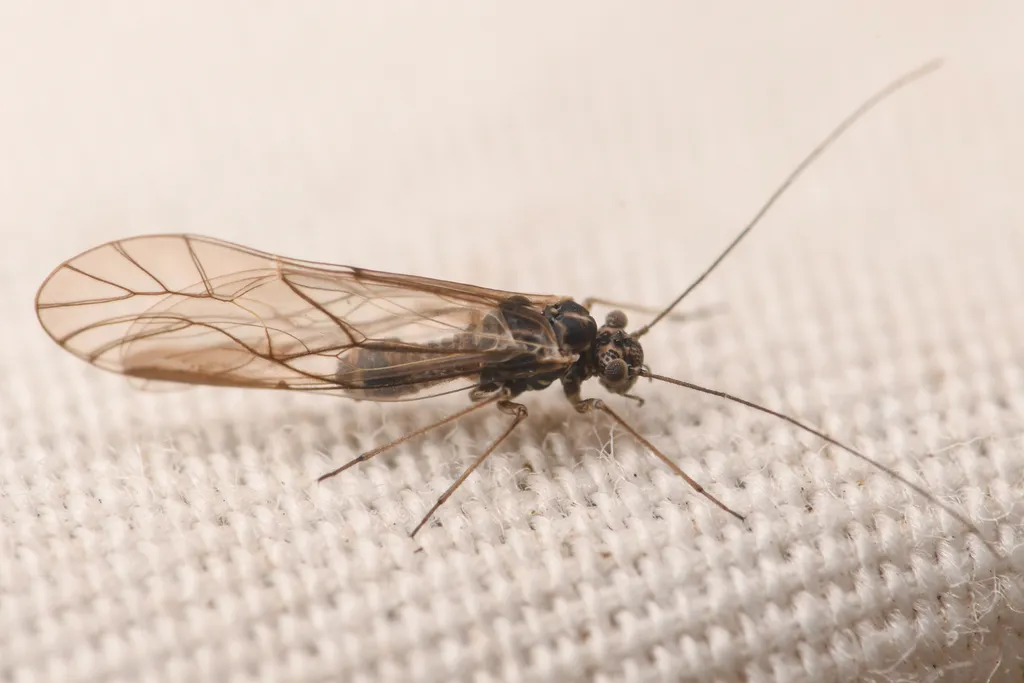 Camelopsocus bactrianus - photo 2