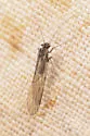 Camelopsocus hiemalis