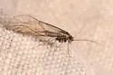 Camelopsocus hiemalis - photo 2