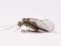 Camelopsocus similis