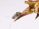 Camelopsocus similis - photo 2