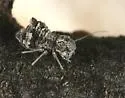 Camelopsocus tucsonensis