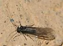 Camelopsocus tucsonensis - photo 4