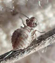 Camelopsocus tucsonensis - photo 5
