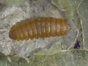 Maple Leafblotch Miner - Hodges#0803