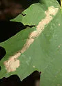 Maple Leafblotch Miner - Hodges#0803 - photo 2
