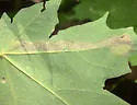 Maple Leafblotch Miner - Hodges#0803 - photo 3