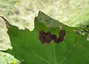 Maple Leafblotch Miner - Hodges#0803 - photo 4