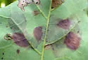Maple Leafblotch Miner - Hodges#0803 - photo 5