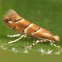 Cameraria aesculisella - Hodges#0804