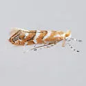 Pecan Leafminer - Hodges#0811