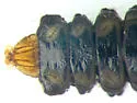 Pecan Leafminer - Hodges#0811 - photo 3