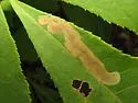 Pecan Leafminer - Hodges#0811 - photo 4