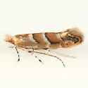 Pecan Leafminer - Hodges#0811 - photo 5