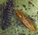 Gregarious Oak Leafminer - Hodges#0815