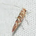 Gregarious Oak Leafminer - Hodges#0815 - photo 2