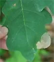 Gregarious Oak Leafminer - Hodges#0815 - photo 3