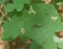 Gregarious Oak Leafminer - Hodges#0815 - photo 4