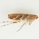 Gregarious Oak Leafminer - Hodges#0815 - photo 5