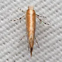Cameraria conglomeratella - Hodges#0816 - photo 4