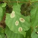 Cameraria corylisella - Hodges#0817