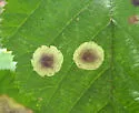 Cameraria corylisella - Hodges#0817 - photo 2