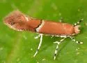 Cameraria fasciella - Hodges#0819