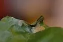 Cameraria fasciella - Hodges#0819 - photo 2