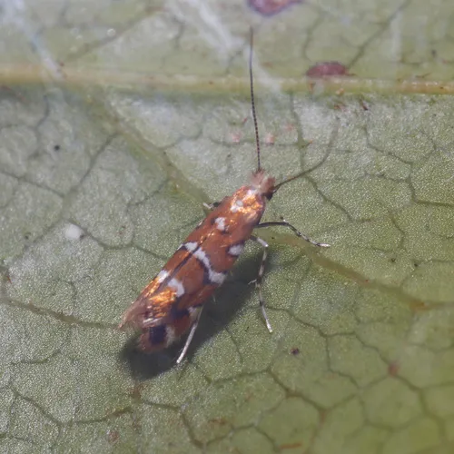 gaultheria leafminer moth