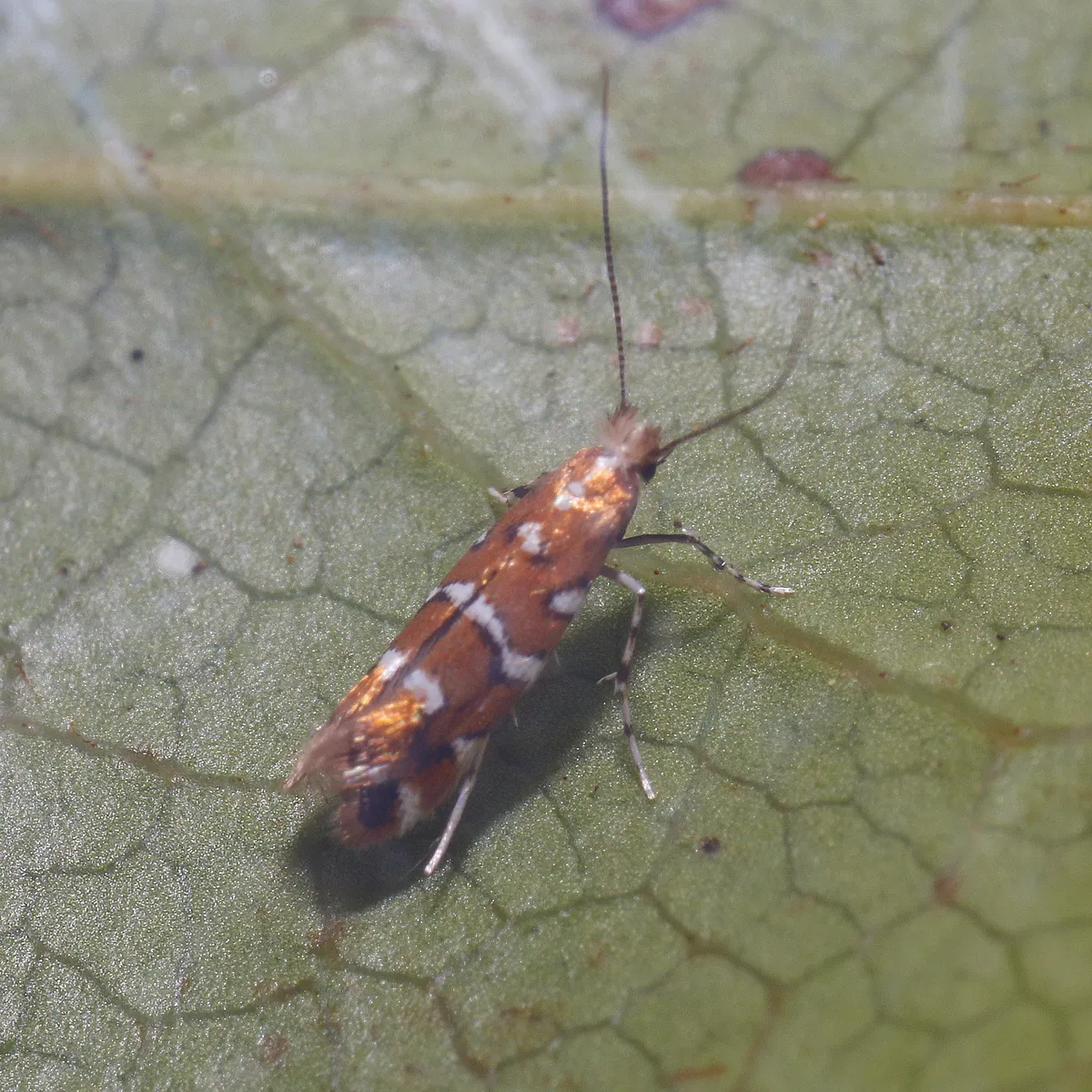 gaultheria leafminer moth - photo 3