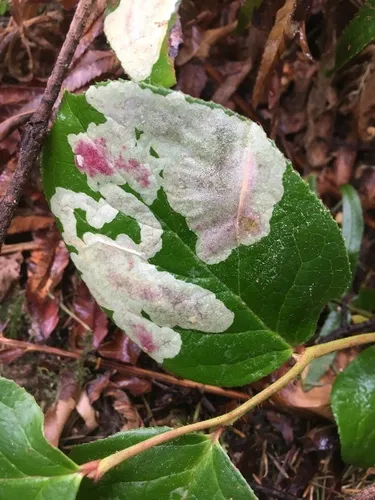 gaultheria leafminer moth - photo 6