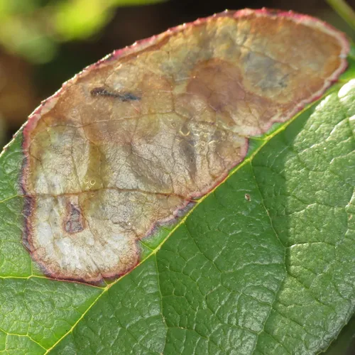 gaultheria leafminer moth - photo 7