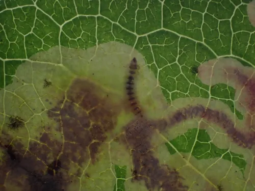 gaultheria leafminer moth - photo 8