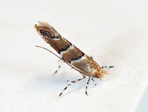 Poison Ivy Leaf-miner Moth