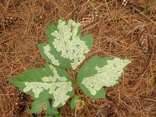 Poison Ivy Leaf-miner Moth - photo 5