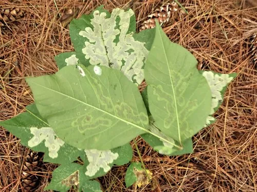 Poison Ivy Leaf-miner Moth - photo 6