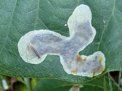 Poison Ivy Leaf-miner Moth - photo 7