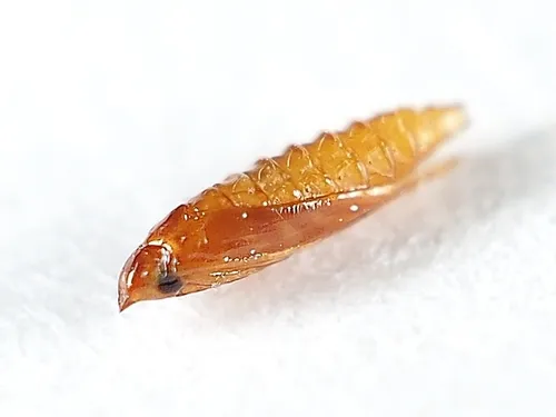 Poison Ivy Leaf-miner Moth - photo 8
