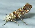 Solitary Oak Leafminer - Hodges#0823 - Cameraria hamadryadella